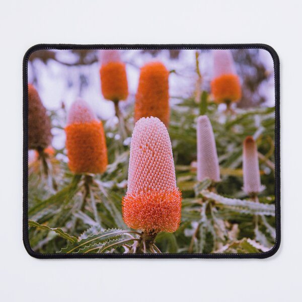 Item preview, Australian Acorn Banksia - Vibrant Orange Botanical Art designed and sold by MinzMarchStudio.