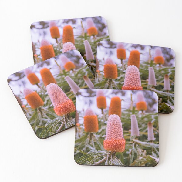 Item preview, Australian Acorn Banksia - Vibrant Orange Botanical Art  designed and sold by MinzMarchStudio.