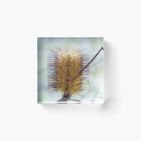 Item preview, Banksia Spinulosa Golden Wildflower Canvas Print – Native Australian Botanical Wall Art designed and sold by MinzMarchStudio.