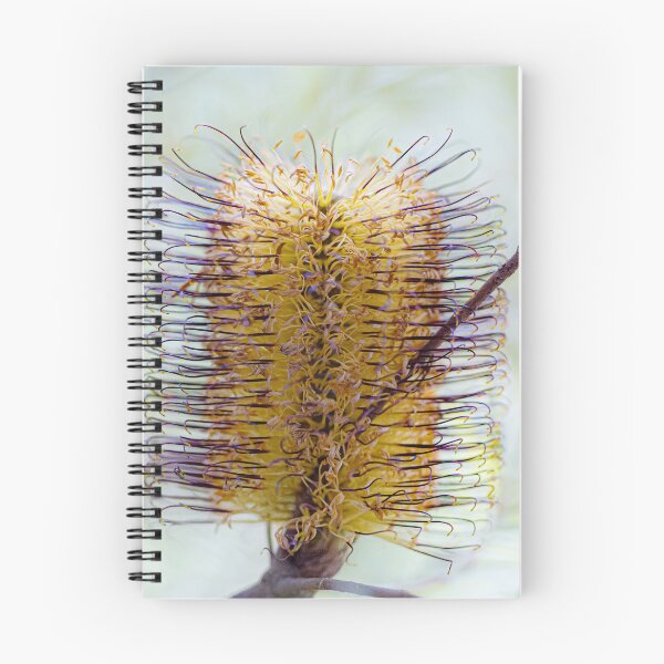 Item preview, Banksia Spinulosa Golden Wildflower Canvas Print – Native Australian Botanical Wall Art designed and sold by MinzMarchStudio.