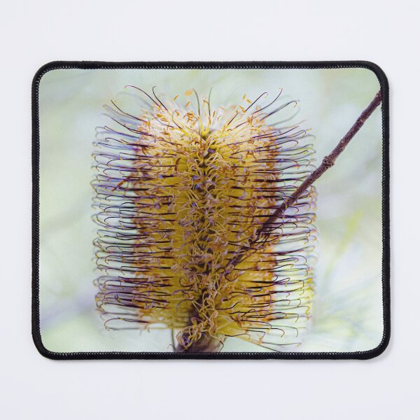 Item preview, Banksia Spinulosa Golden Wildflower Canvas Print – Native Australian Botanical Wall Art designed and sold by MinzMarchStudio.