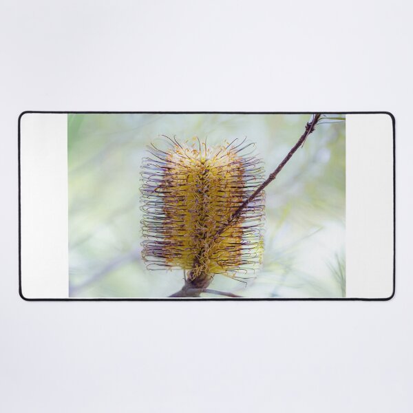 Item preview, Banksia Spinulosa Golden Wildflower Canvas Print | Native Australian Botanical Wall Art designed and sold by MinzMarchStudio.