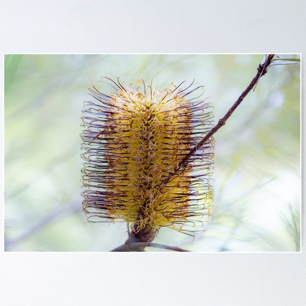 Item preview, Banksia Spinulosa Golden Wildflower Canvas Print | Native Australian Botanical Wall Art designed and sold by MinzMarchStudio.