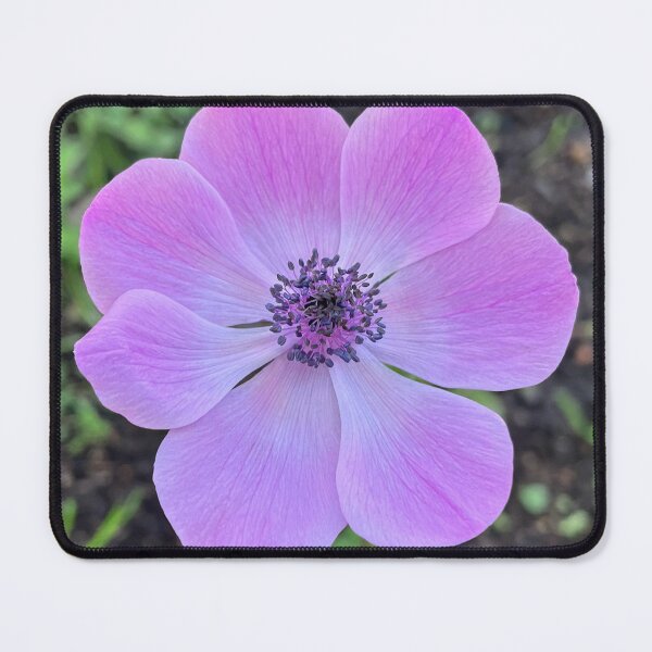 Item preview, Lavender and Pink Anemone designed and sold by Be Captured by Brittany Emma.