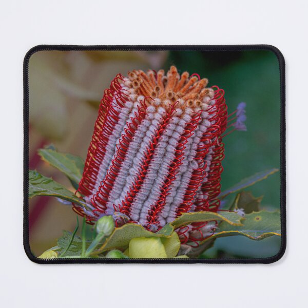 Item preview, Scarlet Banksia (Banksia Coccinea) Macro – Fine Art Print designed and sold by MinzMarchStudio.