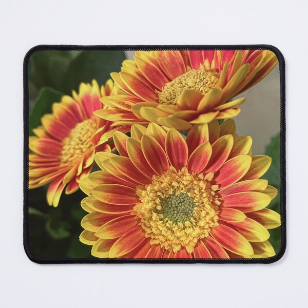 Item preview, Fiery Red and Golden Gerberas designed and sold by Be Captured by Brittany Emma.