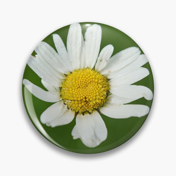 Item preview, Marguerite. Oxeye Daisy designed and sold by Jouko Lehto Photography.