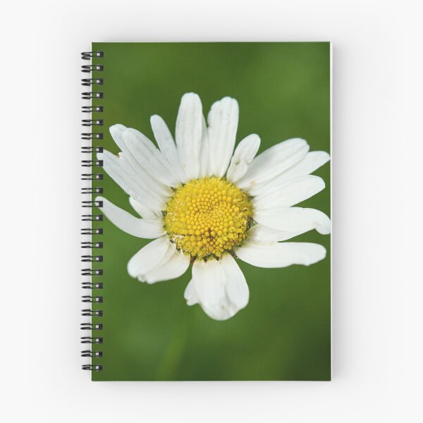 Item preview, Marguerite. Oxeye Daisy designed and sold by Jouko Lehto Photography.
