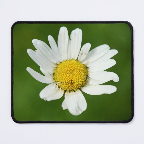 Item preview, Marguerite. Oxeye Daisy designed and sold by Jouko Lehto Photography.