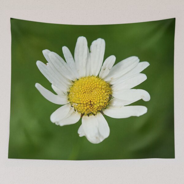 Item preview, Marguerite. Oxeye Daisy designed and sold by Jouko Lehto Photography.