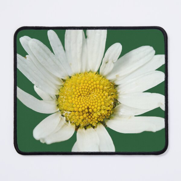 Item preview, Marguerite. Oxeye Daisy transparent designed and sold by Jouko Lehto Photography.