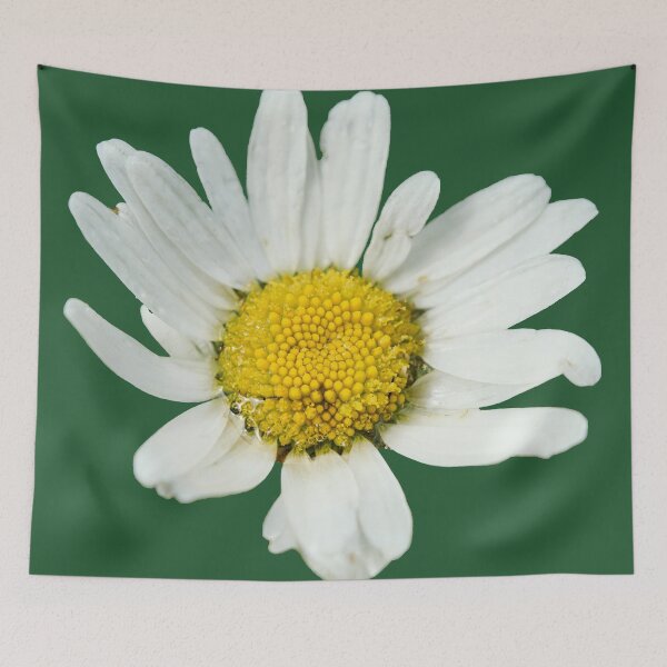 Item preview, Marguerite. Oxeye Daisy transparent designed and sold by Jouko Lehto Photography.