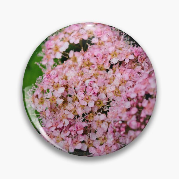 Item preview, Blooming. Rose meadowsweet designed and sold by Jouko Lehto Photography.
