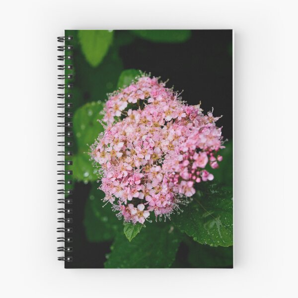 Item preview, Blooming. Rose meadowsweet designed and sold by Jouko Lehto Photography.