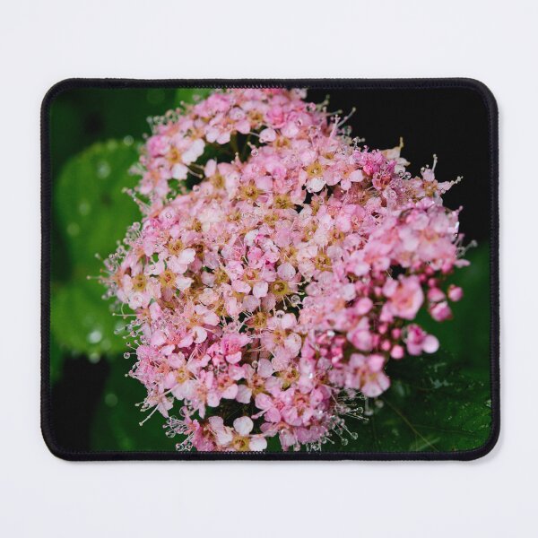 Item preview, Blooming. Rose meadowsweet designed and sold by Jouko Lehto Photography.