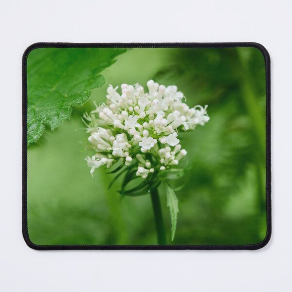 Item preview, White and greens. Valerian designed and sold by Jouko Lehto Photography.