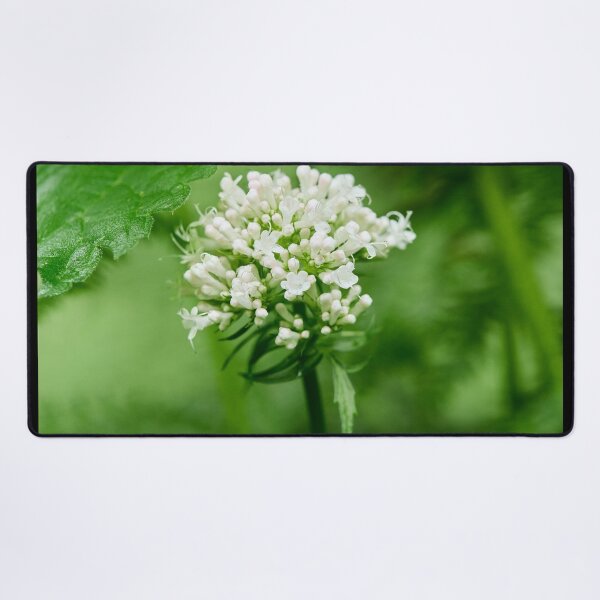 Item preview, White and greens. Valerian designed and sold by Jouko Lehto Photography.