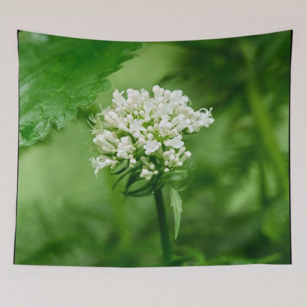 Item preview, White and greens. Valerian designed and sold by Jouko Lehto Photography.