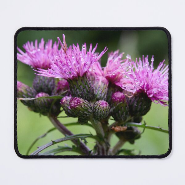 Item preview, Wet. Marsh Thistle designed and sold by Jouko Lehto Photography.
