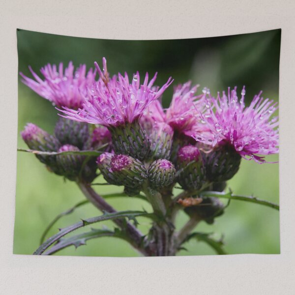 Item preview, Wet. Marsh Thistle designed and sold by Jouko Lehto Photography.