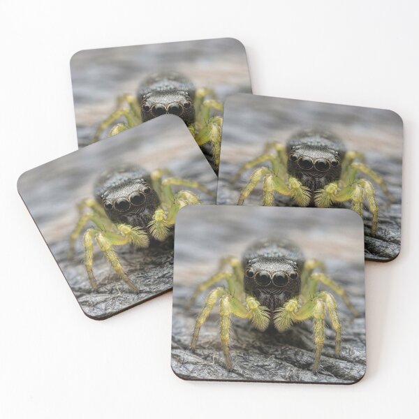 Item preview, Curious Jumping Spider designed and sold by Astute-Artio-Photography.