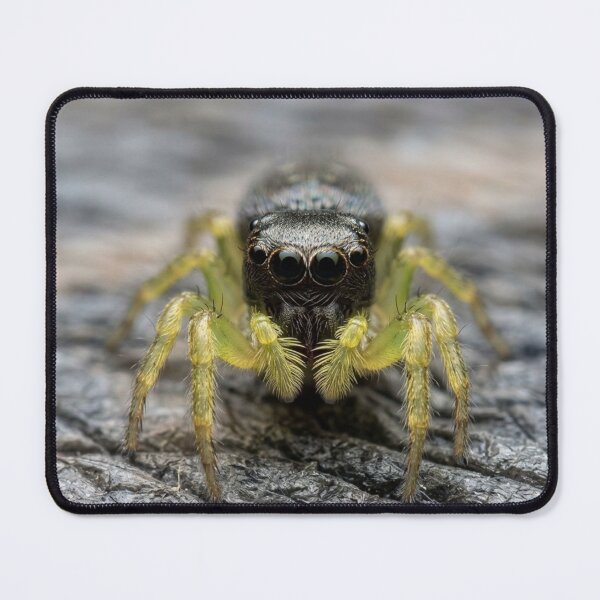 Item preview, Curious Jumping Spider designed and sold by Astute-Artio-Photography.