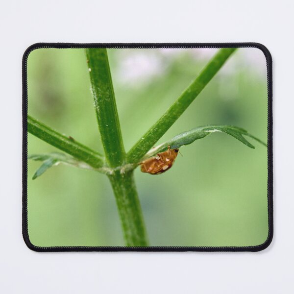 Item preview, Down under. Orange ladybird designed and sold by Jouko Lehto Photography.