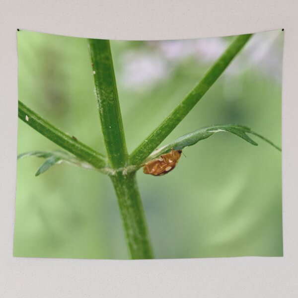 Item preview, Down under. Orange ladybird designed and sold by Jouko Lehto Photography.