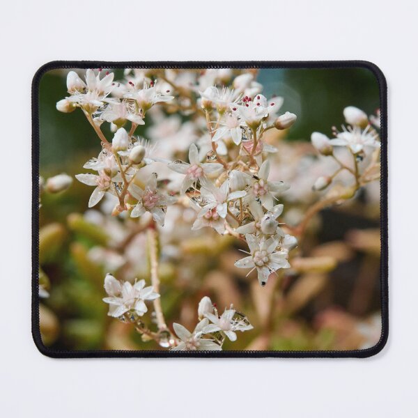 Item preview, Droplets. White Stonecrop designed and sold by Jouko Lehto Photography.