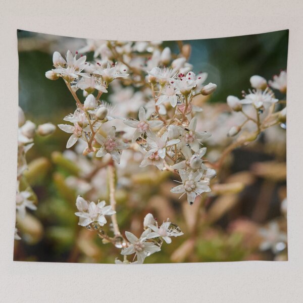 Item preview, Droplets. White Stonecrop designed and sold by Jouko Lehto Photography.