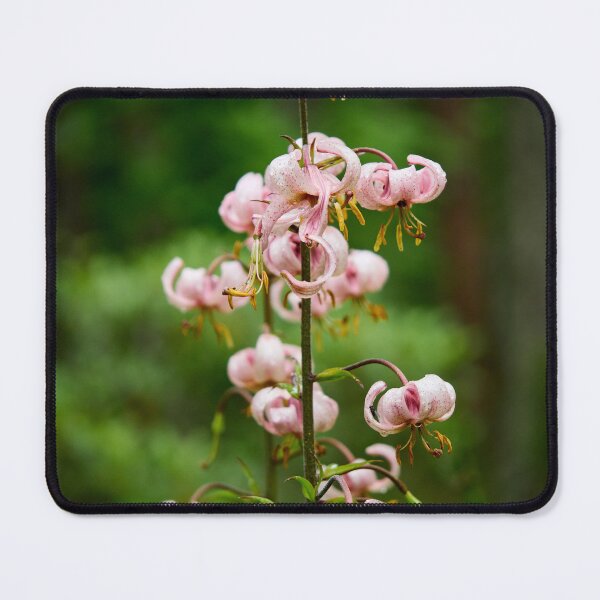 Item preview, Light pink. Martagon Lily designed and sold by Jouko Lehto Photography.