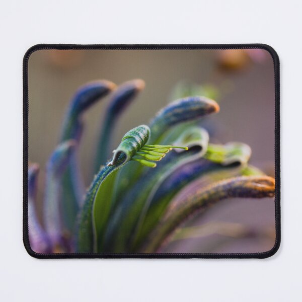 Item preview, Blue Masquerade Kangaroo Paw Macro 1 – Fine Art Print designed and sold by MinzMarchStudio.