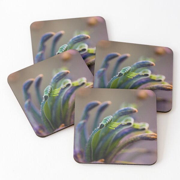 Item preview, Blue Masquerade Kangaroo Paw Macro 1 – Fine Art Canvas Print designed and sold by MinzMarchStudio.