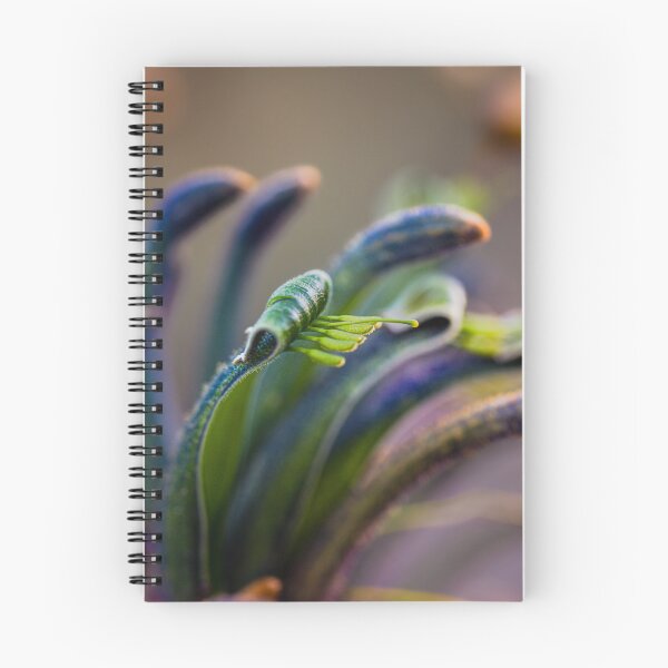 Item preview, Blue Masquerade Kangaroo Paw Macro 1 – Fine Art Print designed and sold by MinzMarchStudio.