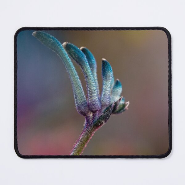 Item preview, Blue Masquerade Kangaroo Paw Macro 2 – Fine Art Print designed and sold by MinzMarchStudio.