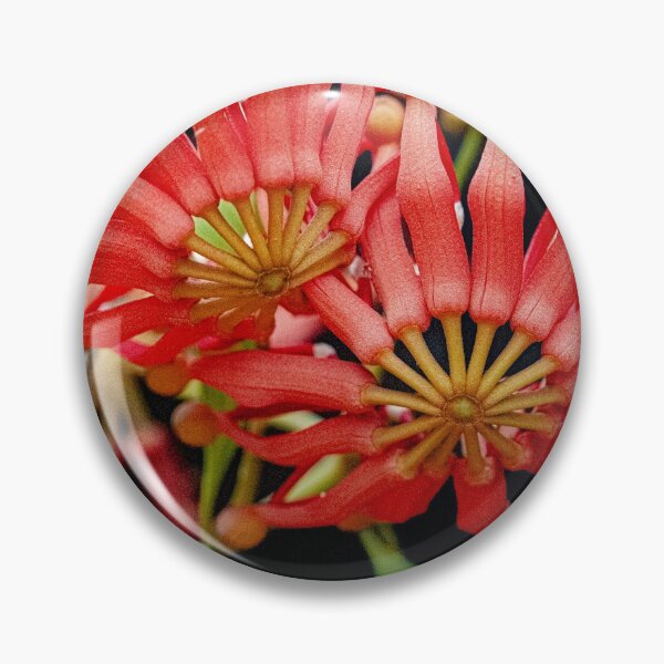 Item preview, Firewheel Tree Flower Print | Stenocarpus Sinuatus Native Australian Botanical Art designed and sold by MinzMarchStudio.