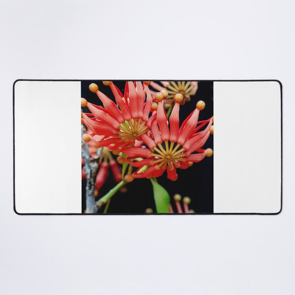 Item preview, Firewheel Tree Flower Print | Stenocarpus Sinuatus Native Australian Botanical Art designed and sold by MinzMarchStudio.