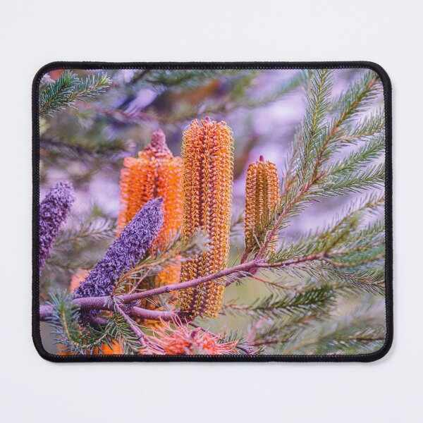 Item preview, Australian Native Flower Heath-Leaved Orange Banksia ericifolia – Fine Art Canvas Print designed and sold by MinzMarchStudio.