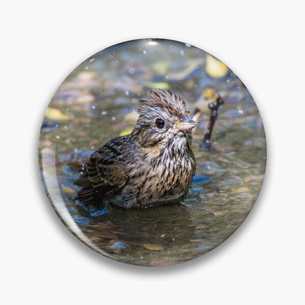 Item preview, Sparrow Bathing In A Puddle designed and sold by Debra Martz.