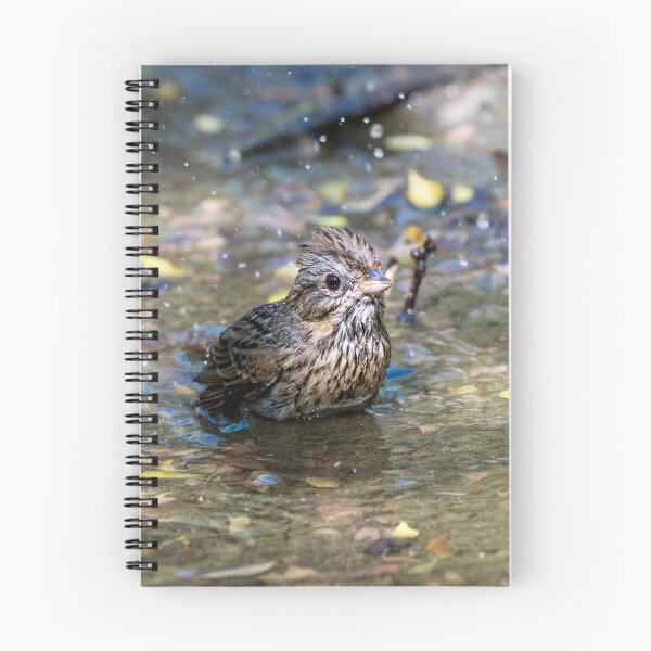 Item preview, Sparrow Bathing In A Puddle designed and sold by Debra Martz.