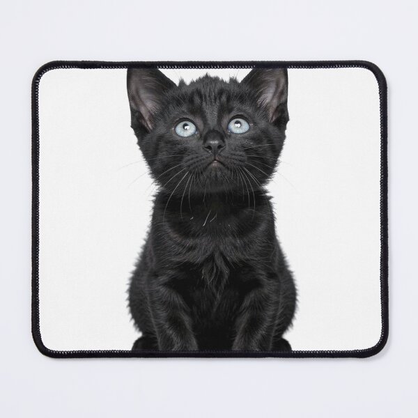 Item preview, black baby kitten looking up sticker designed and sold by mrshadow113.
