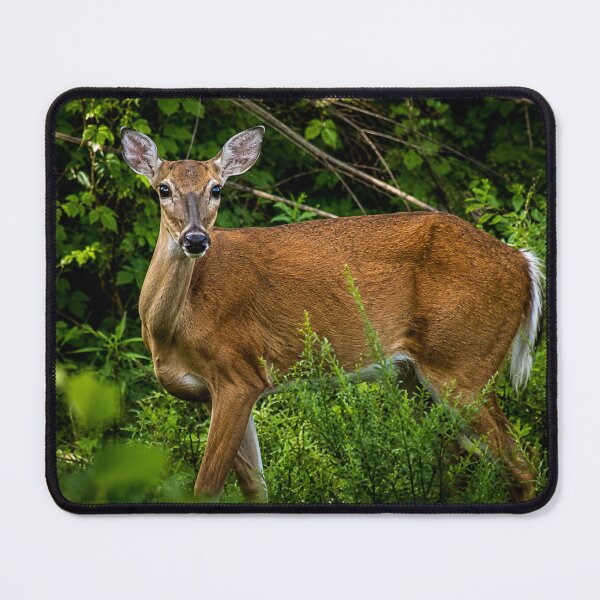 Item preview, Deer Keeping watch designed and sold by Astute-Artio-Photography.