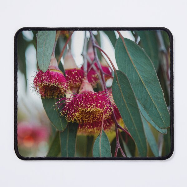 Item preview, Silver Princess Eucalyptus Bloom Macro 3 – Wall Art Canvas Print designed and sold by MinzMarchStudio.