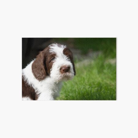 Spinone puppy portrait Art Board Print
