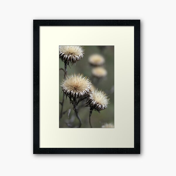 Trio ( from wild flowers collection) Framed Art Print