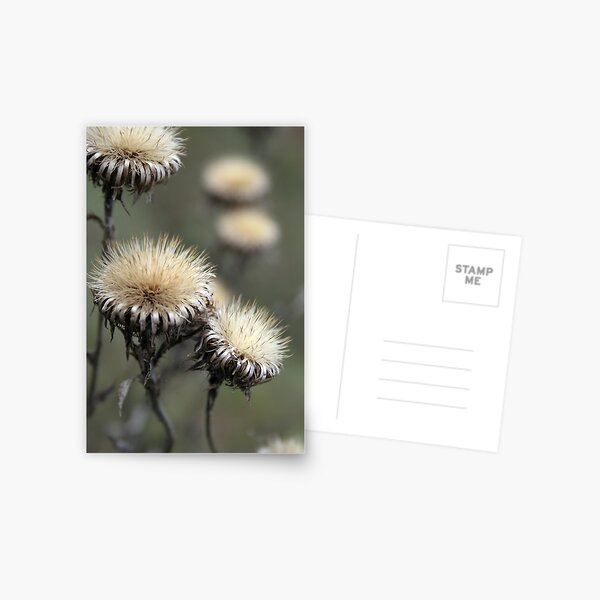 Trio ( from wild flowers collection) Postcard