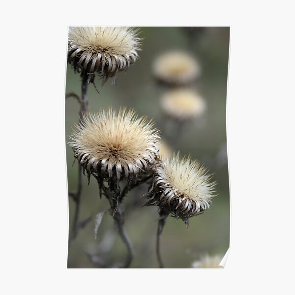 Trio ( from wild flowers collection) Poster
