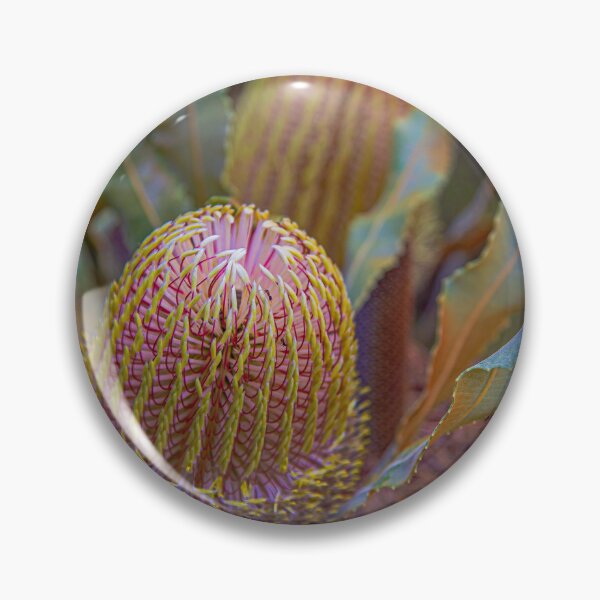 Item preview, Australian Native Flower Firewood Banksia (Banksia menziesii) 2 – Fine Art Photography Print designed and sold by MinzMarchStudio.