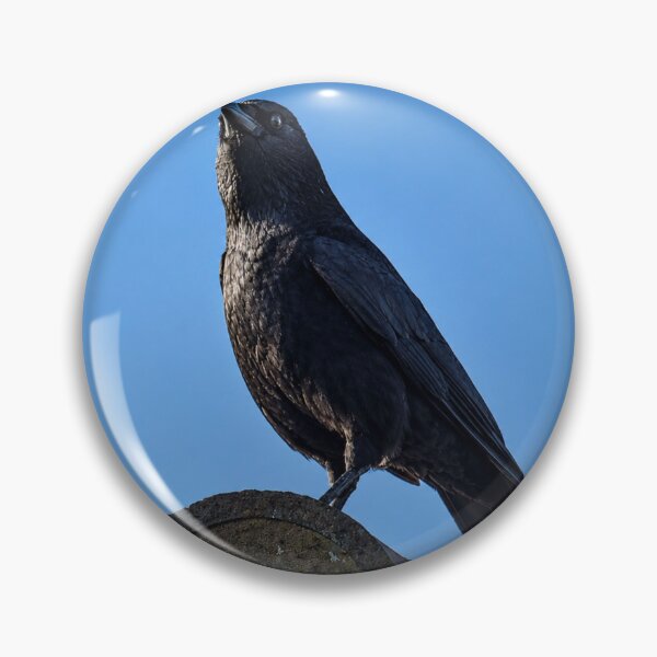 Item preview, Crow perched on rooftop designed and sold by Astute-Artio-Photography.