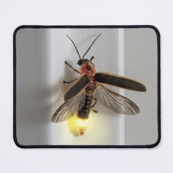 Item preview, Glowing firefly on window frame designed and sold by Astute-Artio-Photography.